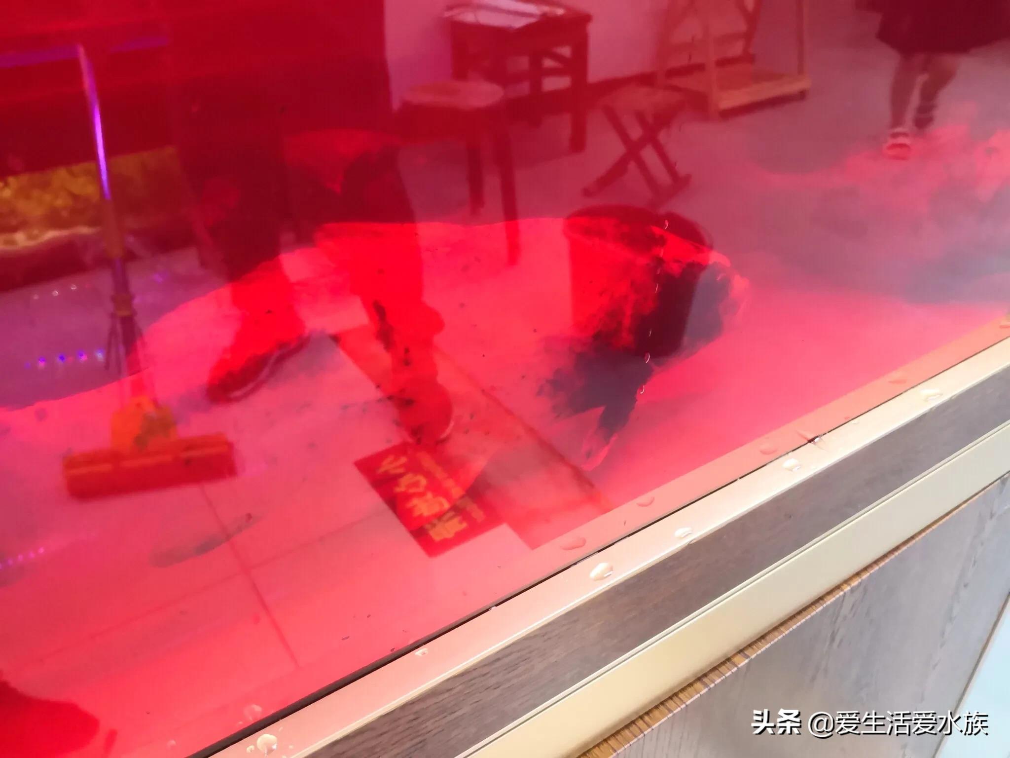 锦鲤身体烂能治好吗,锦鲤治病期间为啥不喂食了