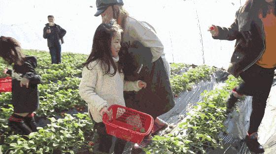 告诉你草莓为什么不能吃,草莓能不能随便吃