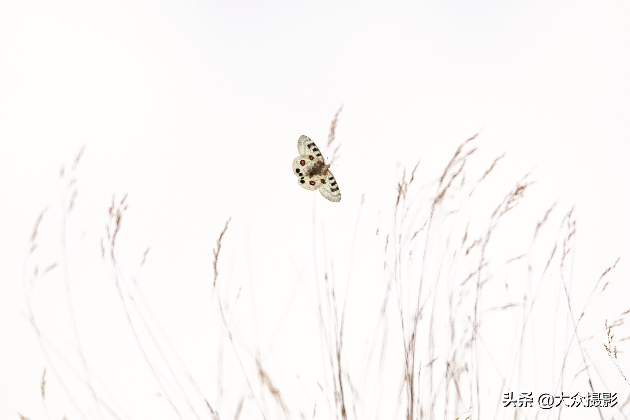 美丽之上,自然生态摄影介绍