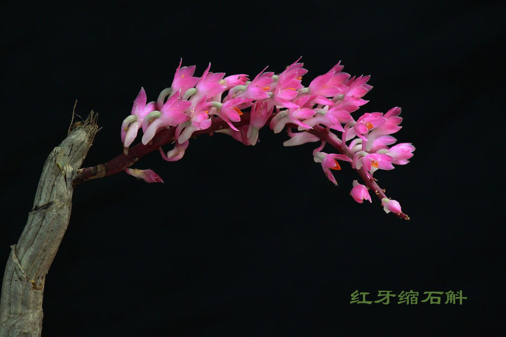 大自然石斛花,哪种石斛花好看又好吃