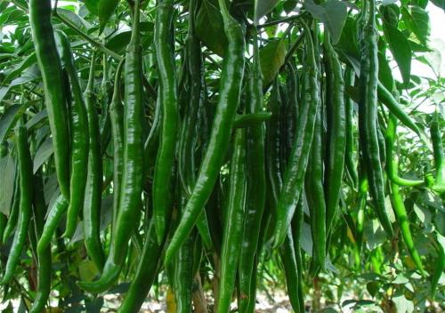 怎样腌制酸辣椒一年不会坏,酸辣椒怎么腌制不变色