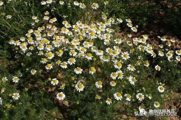 帮助睡眠的花水养,睡眠不理想试试养这4种花