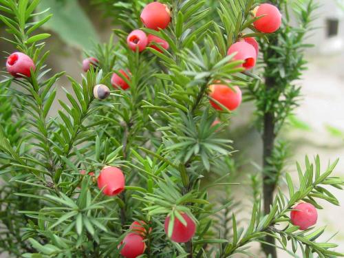 红豆杉的果实能吃吗功效与作用,红豆杉与红豆杉果实哪个功效好