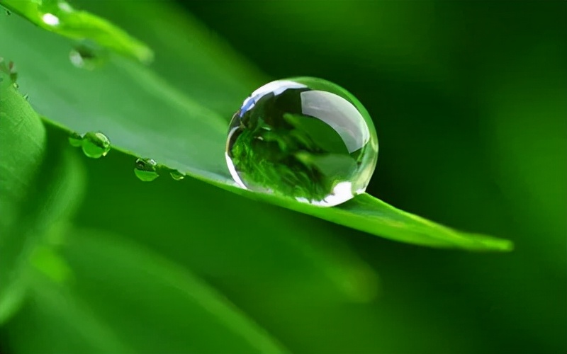 植物经典提取方法的缺点,纯植物提取过程