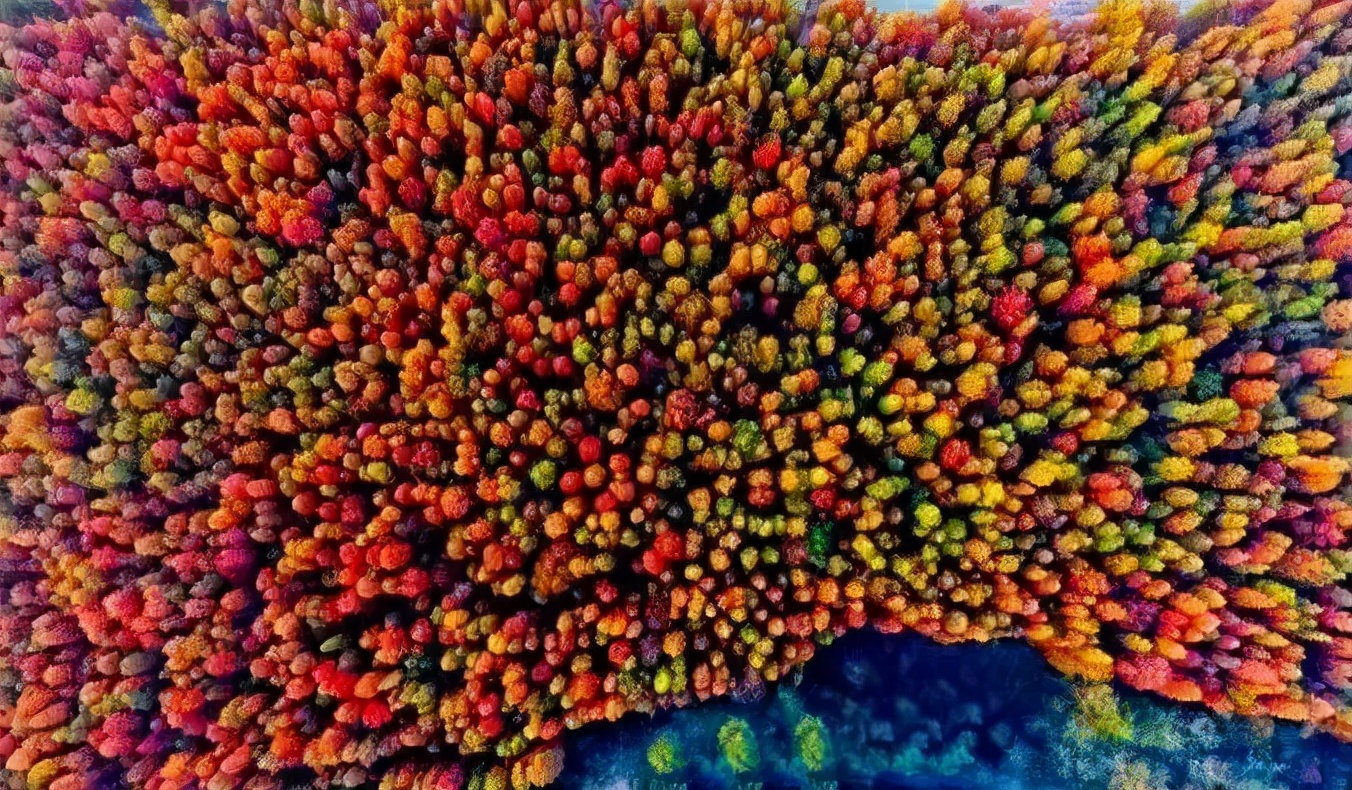 杭州的秋天随处可见都是美景,杭州西溪湿地美成调色盘