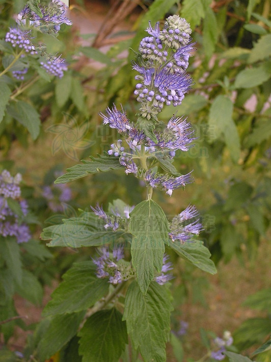 兰香草，见过吗？内治呼吸道感染，支气管炎；外治湿疹，皮肤瘙痒