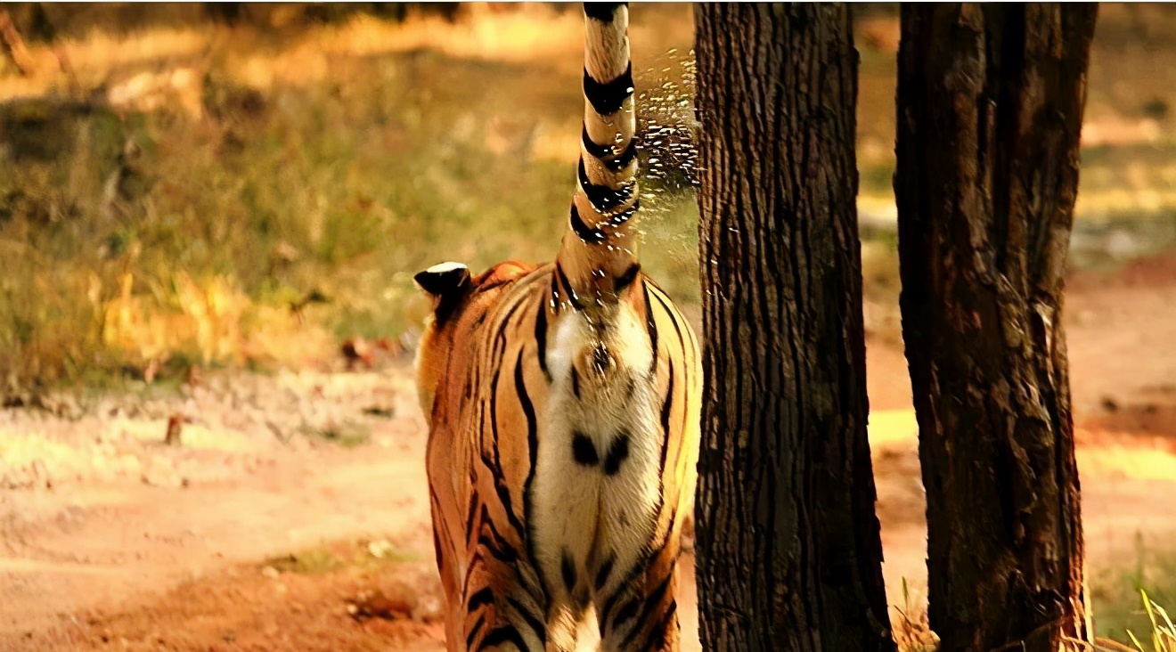 猫砂最好是什么猫砂,猫砂都有什么种类