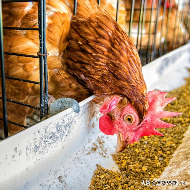 秋末冬初话“流感”，养鸡人进来一起学习吧，受益终身