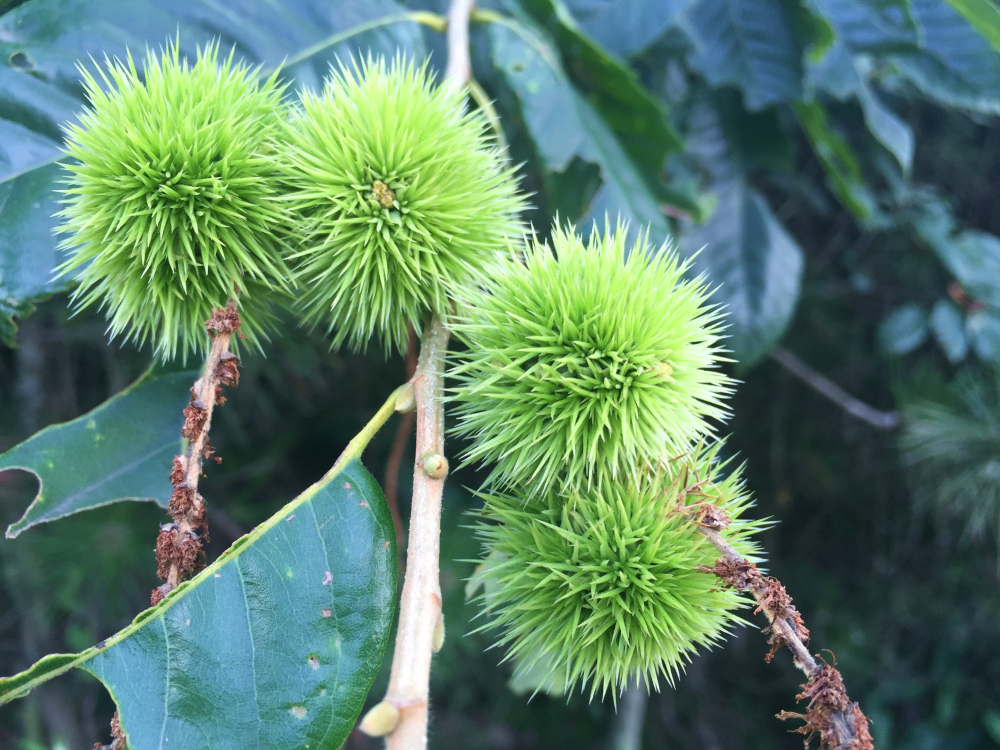 野蜂的口粮极为珍稀,一年等一次,再危险我们也要去“盗”一些!