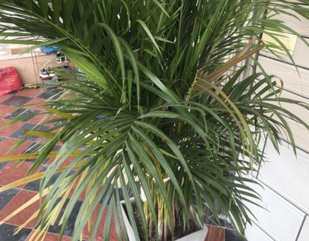 哪种植物吸甲醛和灰尘,什么绿植能吸甲醛灰尘