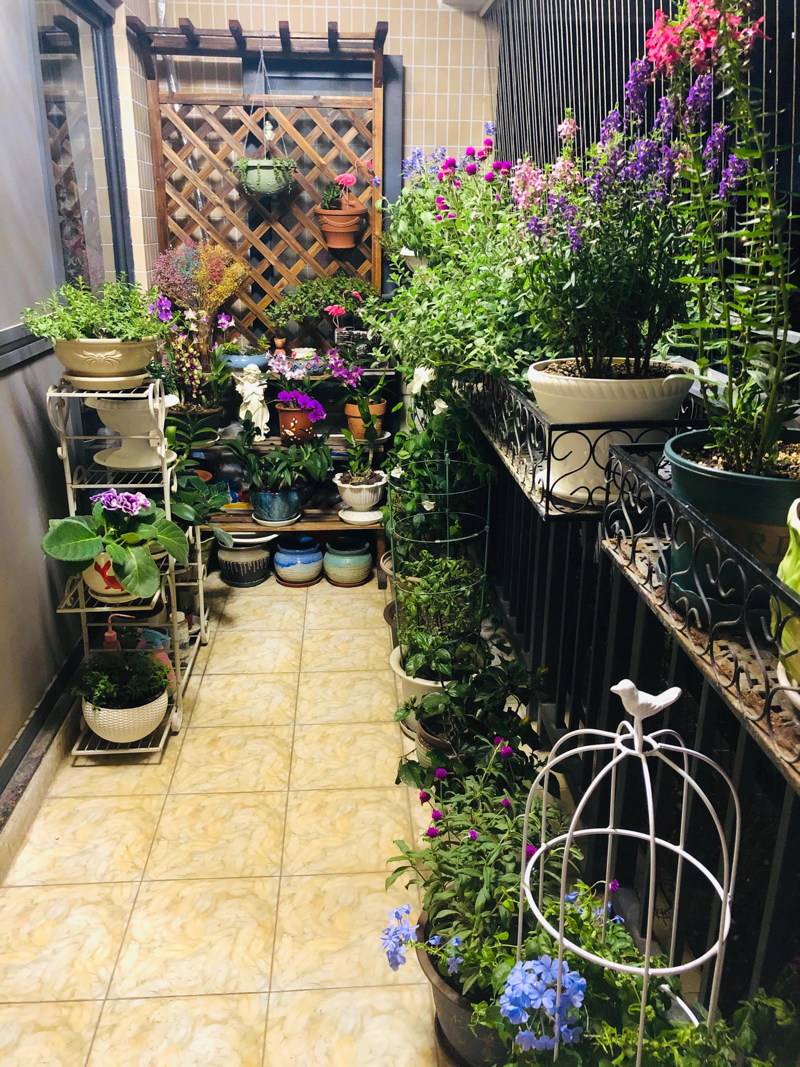 蝴蝶石斛兰怎么养,盆栽里长得像蝴蝶花的是什么花