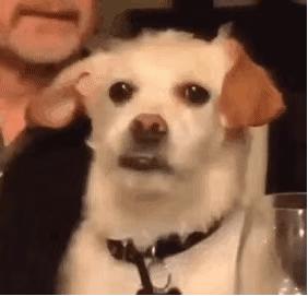 为什么明星都在成都开餐饮,明星火锅扎堆成都