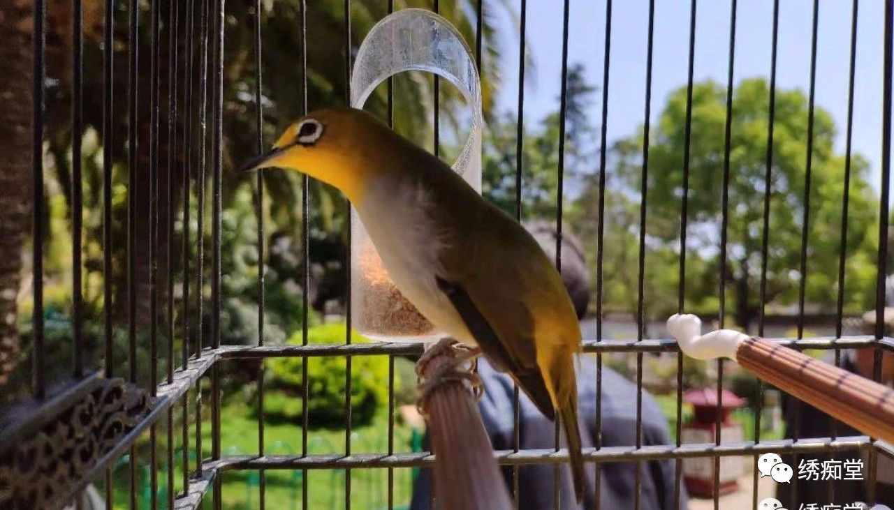 绣眼鸟训练方法,世界第一绣眼鸟