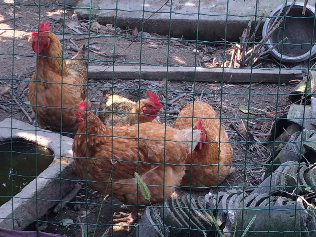 民间不祥生物黄鼠狼,在农村遇到黄鼠狼该怎么办