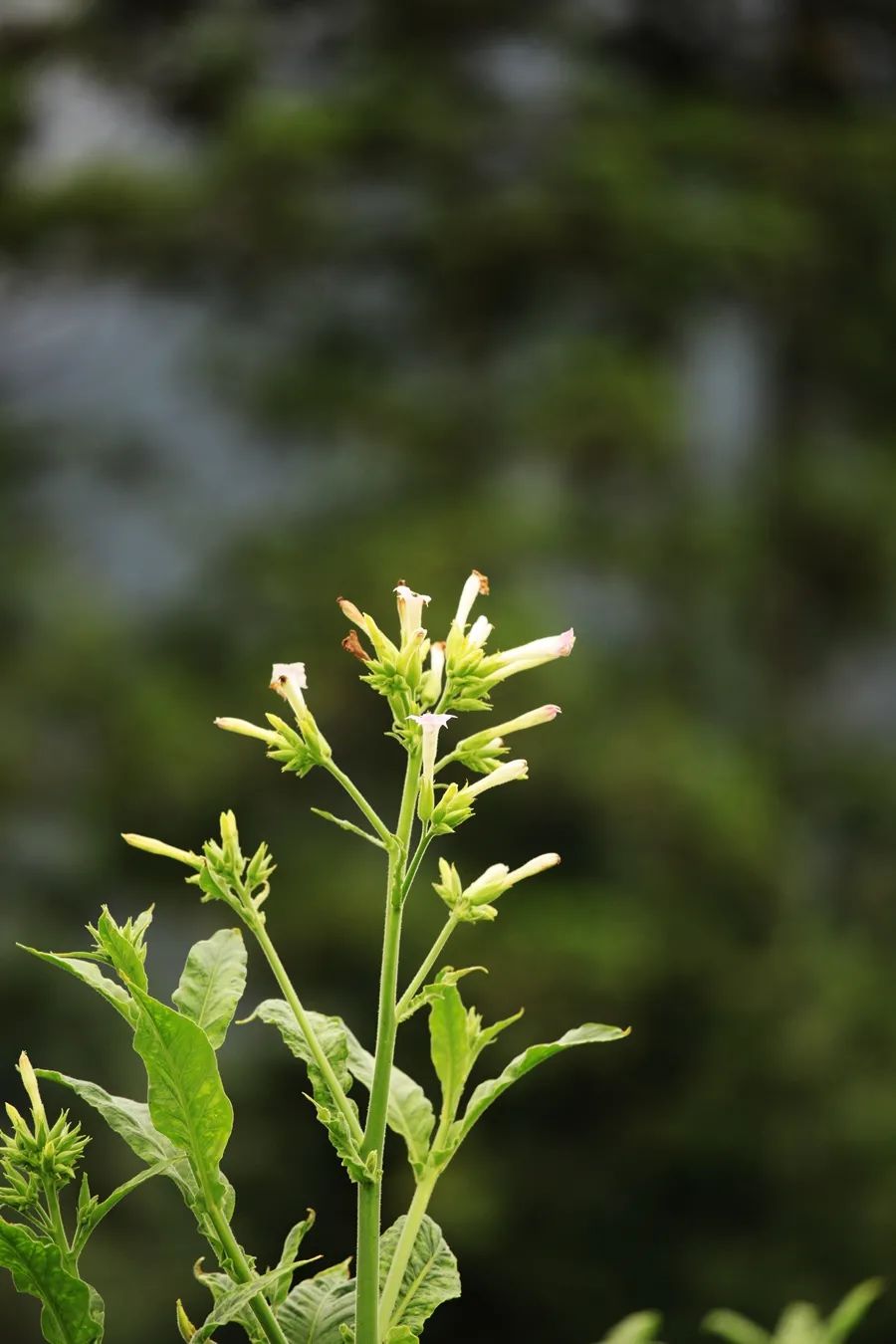 汉中龙池湖攻略,汉中龙池湖简介