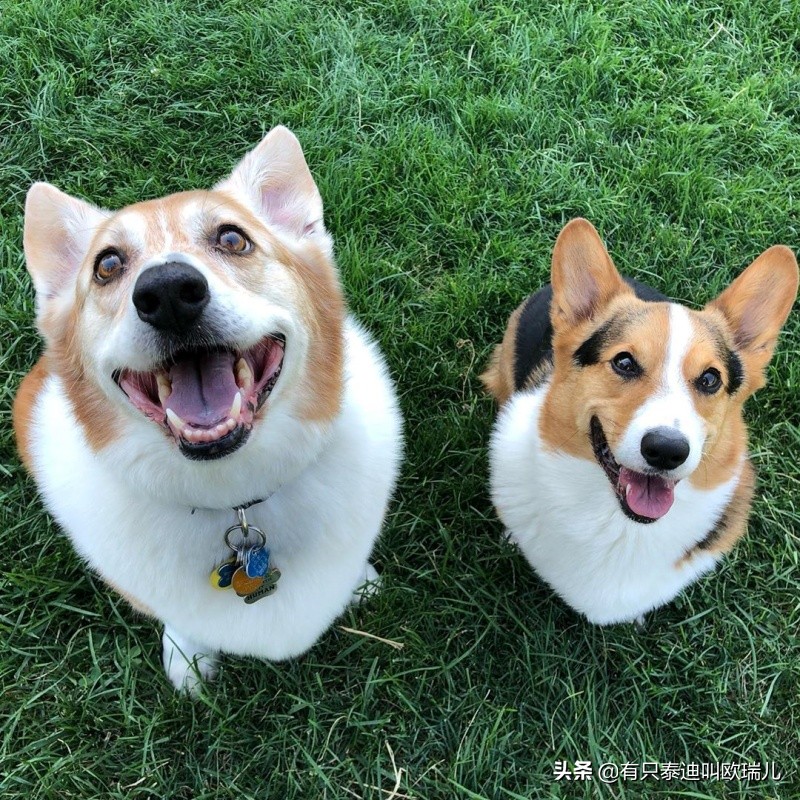 比柯基大五倍的狗,骨架大和骨架小的柯基对比