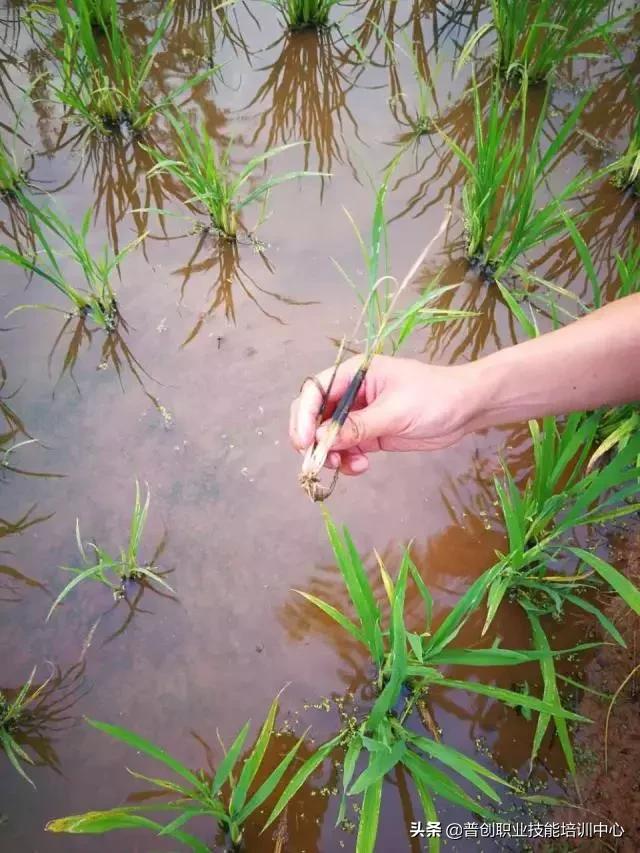 水稻条状黄叶是什么病,常用的方法解决水稻黄叶