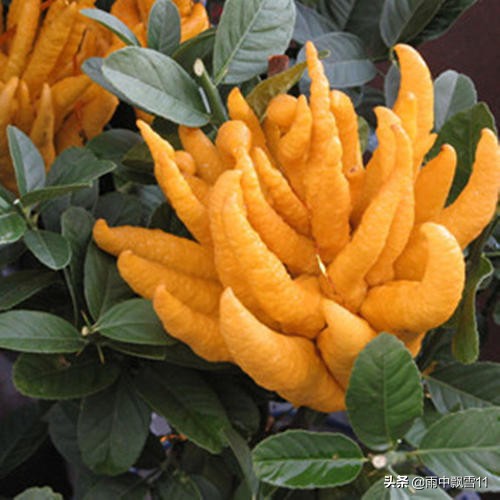 佛手什么时间开花挂果,佛手挂果的养殖方法