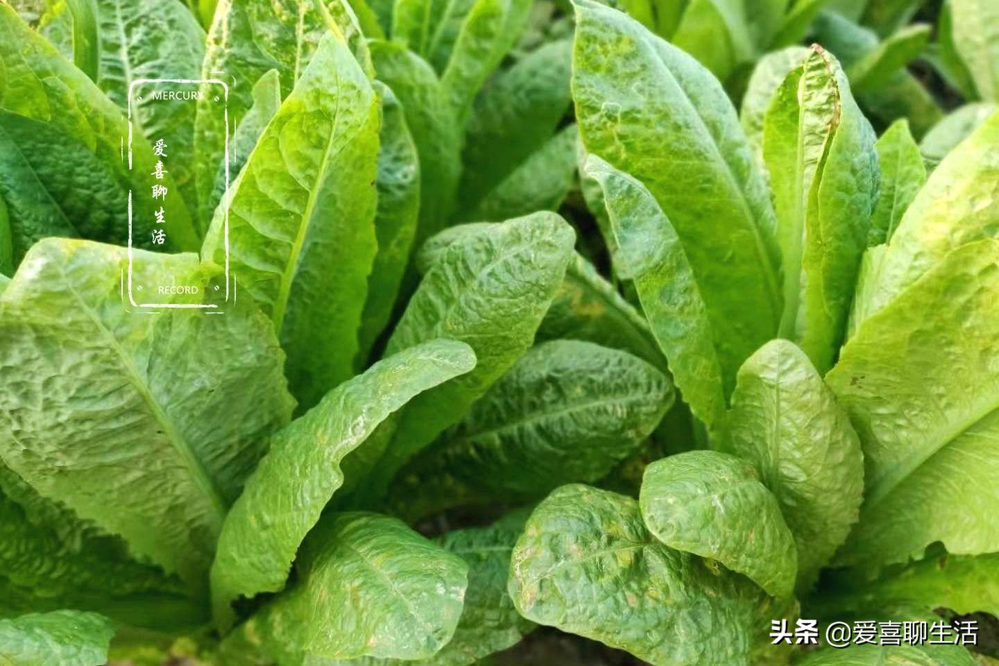 这才是莴笋最好吃的做法脆嫩爽口,莴笋和什么炒最好吃最合适