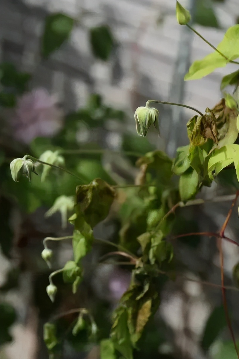 铁线莲春季萌芽后肥水管理,铁线莲大苗春季换盆的正确方法