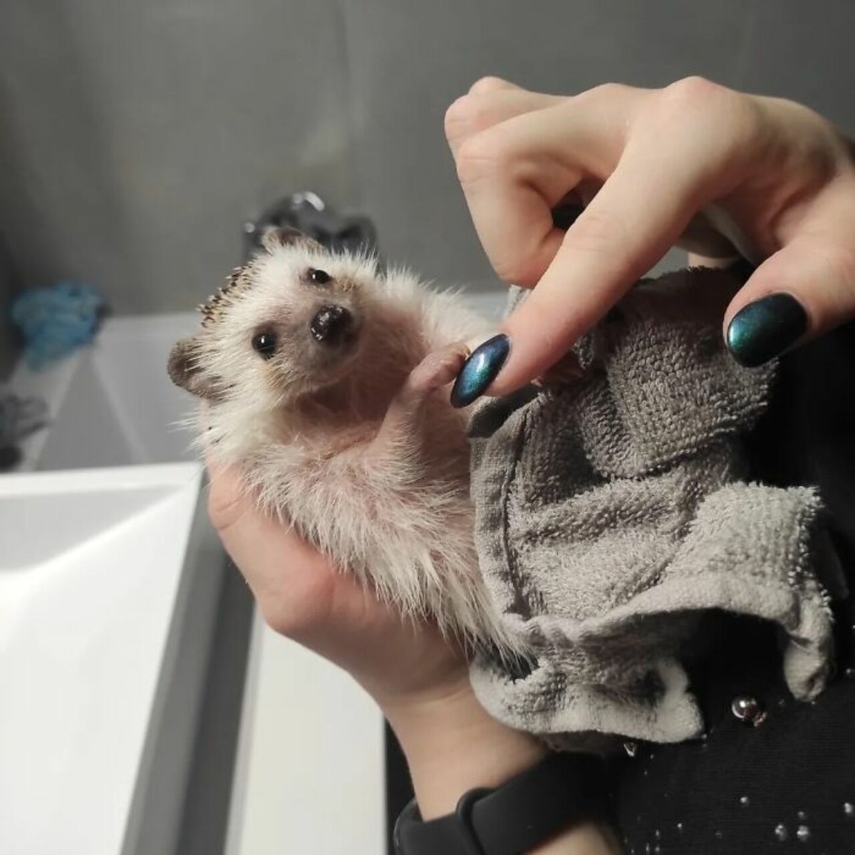 25张宠物刺猬生活的照片,从园艺到腹部按摩