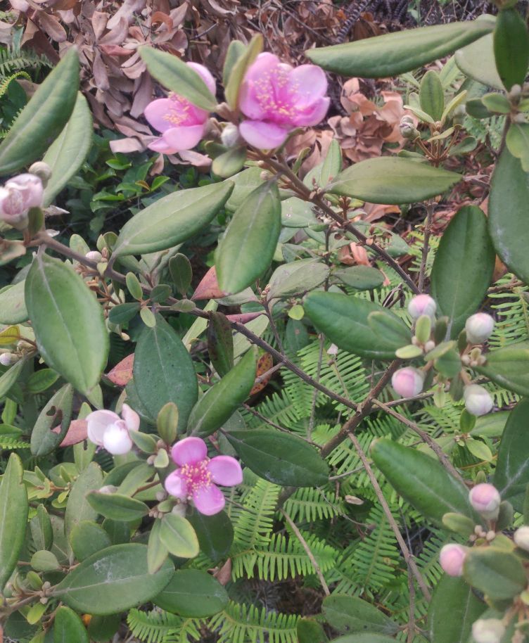 黑炭杨梅品种介绍,潮汕杨梅品种大全