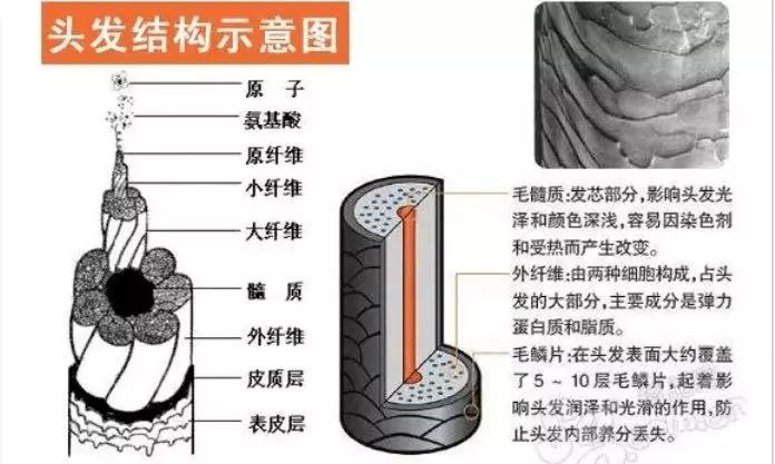 头发分叉断裂什么原因,头发干枯分叉怎么修复