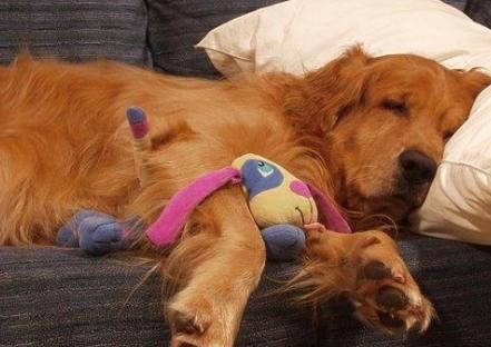 老年犬的日常保健视频,老年犬的饲养管理文章