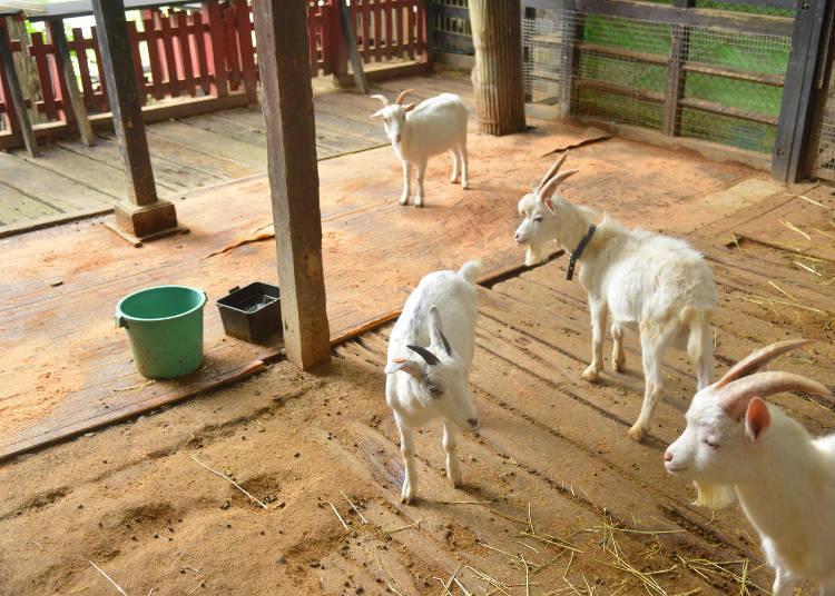 日本藏王狐狸村旅游,藏王狐狸村在哪里
