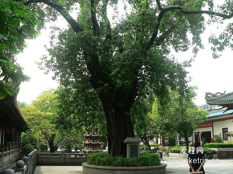 河南南阳菩提寺,南阳菩提寺森林公园