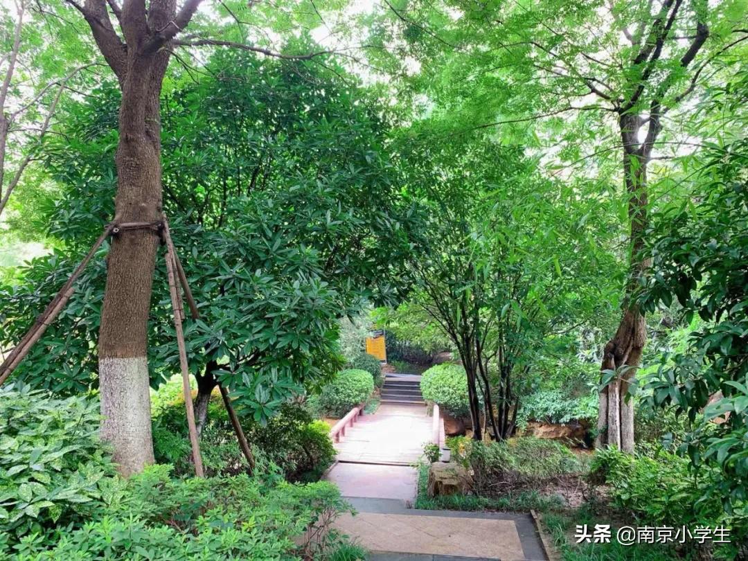 南师大附属中学江山小学地址,南师附中江山小学公示