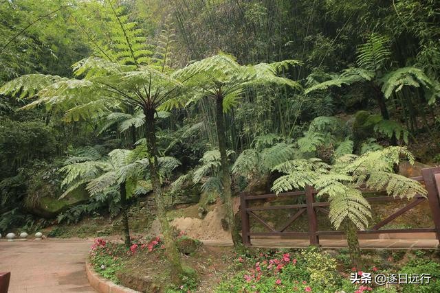 四川自贡市荣县金花,荣县金花乡桫椤谷