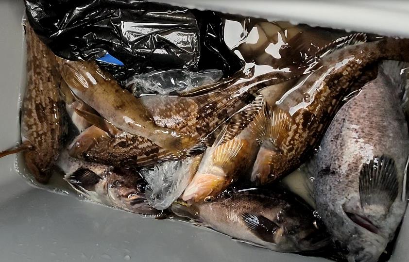 大连岸边几月份开始钓鱼,大连近海渔船出海时间