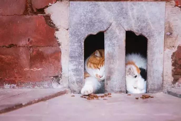 比起故宫猫,毫无颜值的西域骆驼,却在丝绸之路上火了两千多年