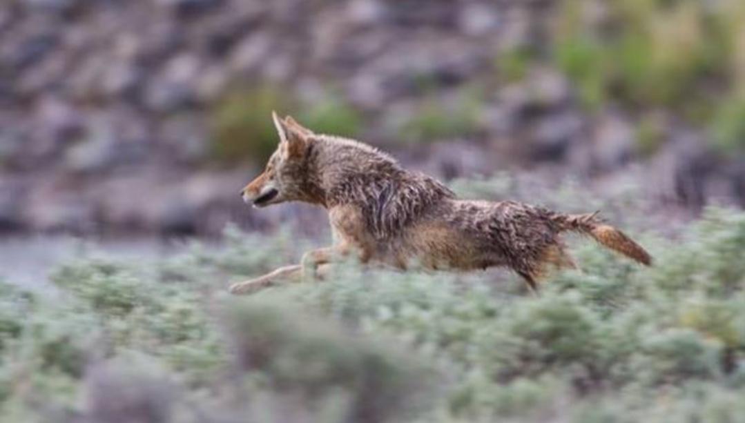 猫的祖先的进化过程,猫的祖先距今有多少年