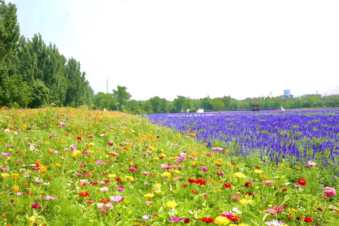 2020丰台文化和旅游消夏季活动正式启动！5条线路，游园、嬉水、赏花、亲子、夜游，全都有！
