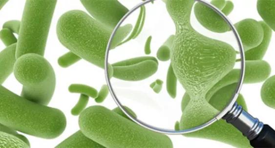 婴儿防过敏的益生菌菌种介绍,过敏宝宝吃益生菌的作用