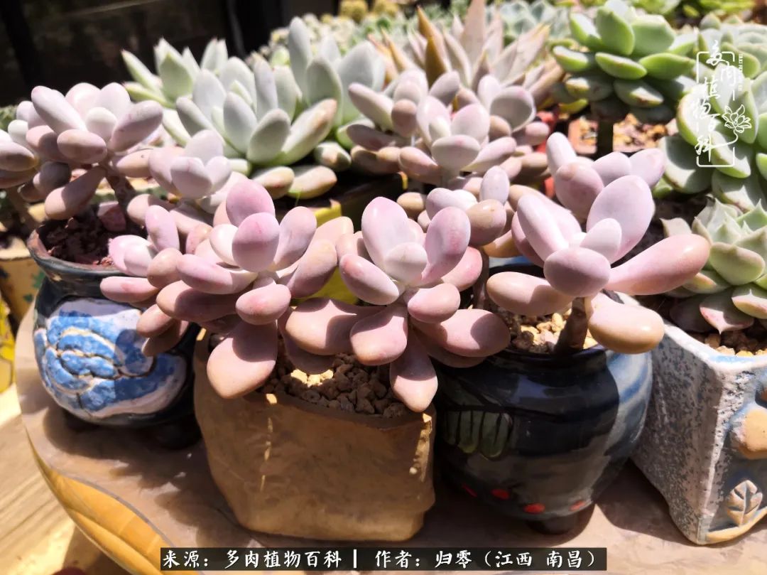 人生转个弯，在小院遇见落入凡间的多肉小精灵