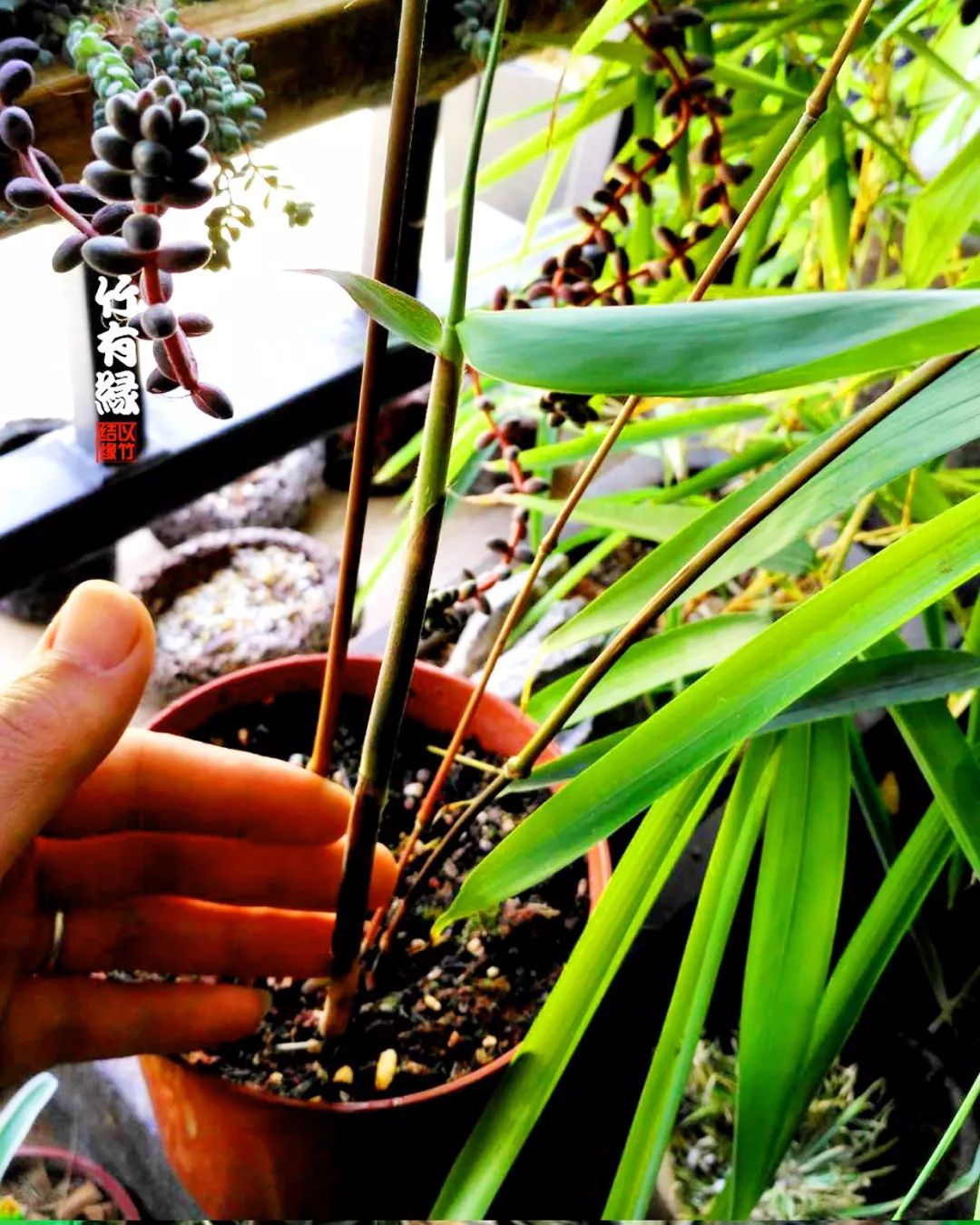 巨龙竹种多久成材,养龙竹风水