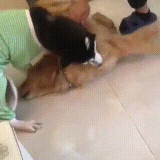 金毛癫痫自愈,金毛被好心人救