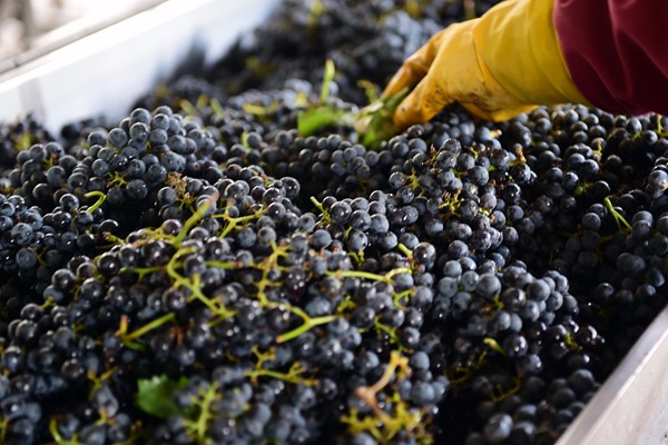 红葡萄酒酿造的一般工艺流程,红葡萄酒一般酿造流程