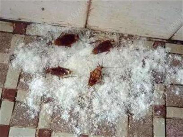 灭蟑螂小窍门最有效,灭蟑螂小窍门简单易学