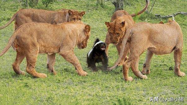 野生蜜獾平头哥,平头哥蜜獾如何生存
