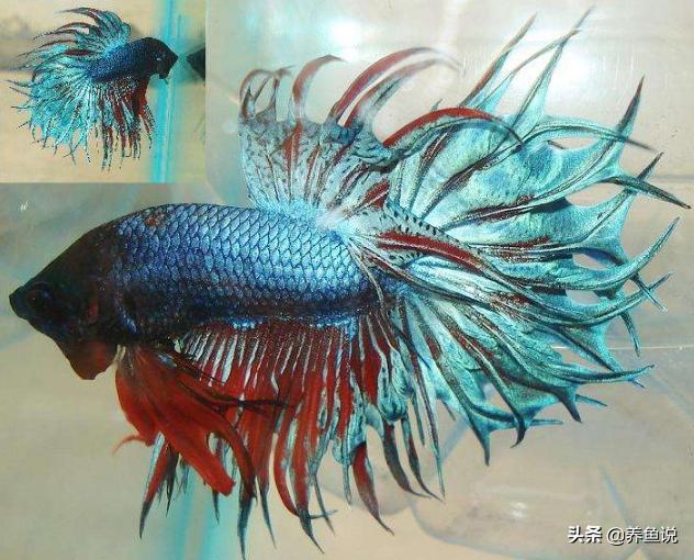 鱼缸里的鱼尾巴会烂是怎么回事,家里养的鱼掉鳞片怎么办