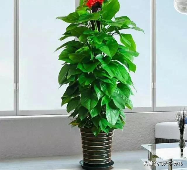 客厅摆放什么植物最好图片大全,乔迁客厅盆栽摆放什么植物最好