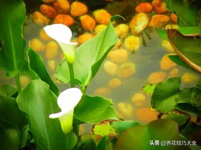 马蹄莲叶子发黄问题如何解决,马蹄莲叶子发黄解决办法水培