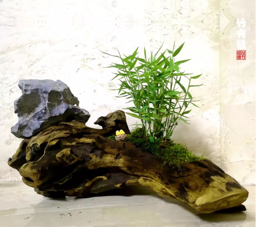 《竹子浇水宝典》竹子浇水是门大学问!