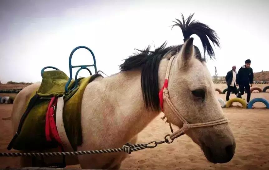 好玩丨清明小长假，宁夏黄沙古渡景区让你玩到停不下来！