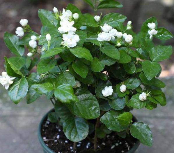 盆栽花卉老掉叶是怎么回事,花卉掉花苞解决方法