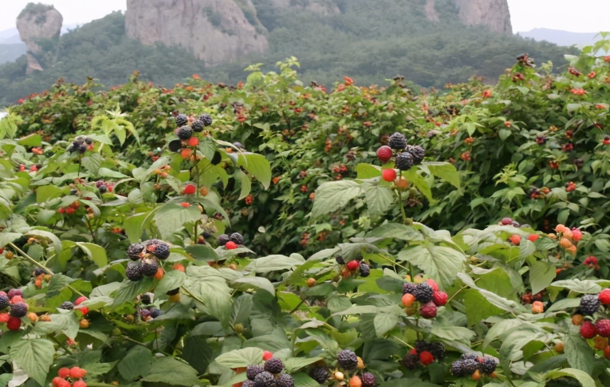 覆盆子夜尿,树莓治尿频